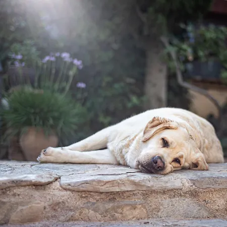 Hotel La Torre Del Visco - Relais & Chateaux Fuentespalda