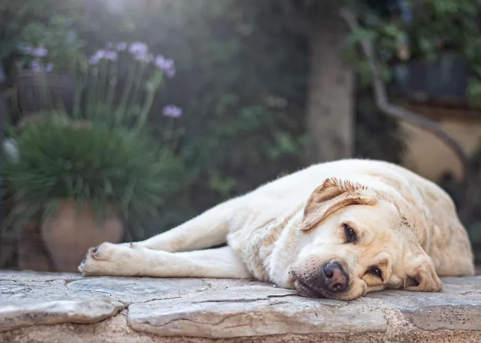 Hotel La Torre Del Visco - Relais & Chateaux Fuentespalda